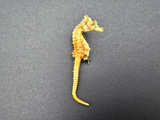 SOLD - Taxidermy seahorse brooch